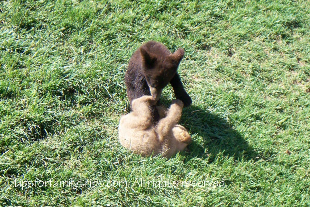 Black Hills Vacation Bear Country USA Or so she says...
