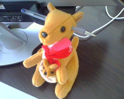 Suicidal Kangaroo Mum