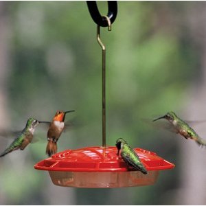 Hummingbirds In YOUR Yard ~