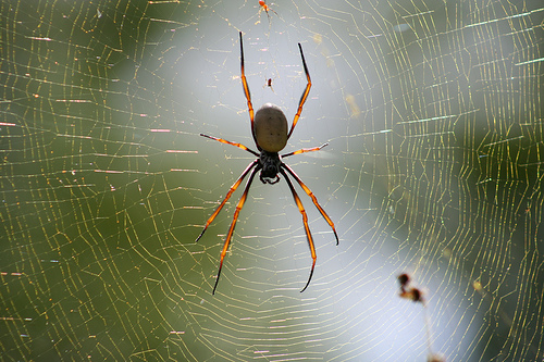 Spider with lil' spiders