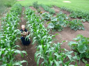 Urban Farming and How To Get Started