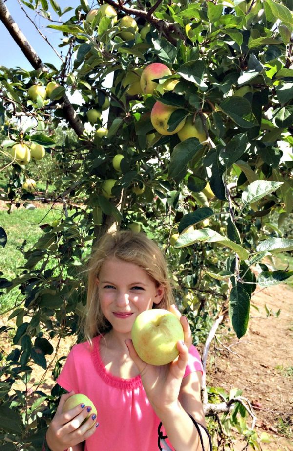 Apples to Apples -- The Best Use For Apples (she: Darleen)