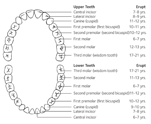 ADAPermanentTeethDev_Eng.ashx