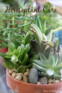 Houseplant care from Western Garden