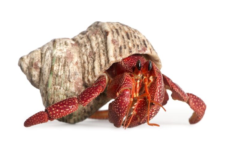 Finding Hope Through a Hermit Crab (he: Dan)