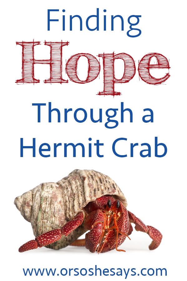 Finding Hope Through a Hermit Crab www.orsoshesays.com