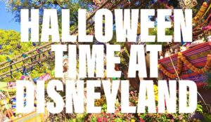 Our resident Disney experts are sharing the scary and not so scary happenings for Halloween Time 2017 at Disneyland! Get the inside scoop today on the blog: www.orsoshesays.com.