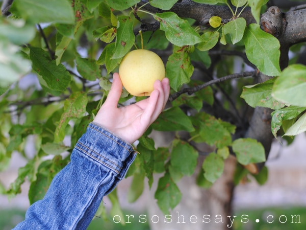 In this Family Night lesson, Adelle shares with her family the fruit of God's love, plus a recipe that will hopefully bring the point home to the kids! Get all the info at www.orsoshesays.com.